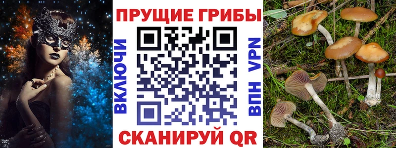 Купить где  Фёдоровский  Псилоцибиновые грибы Psilocybe 
